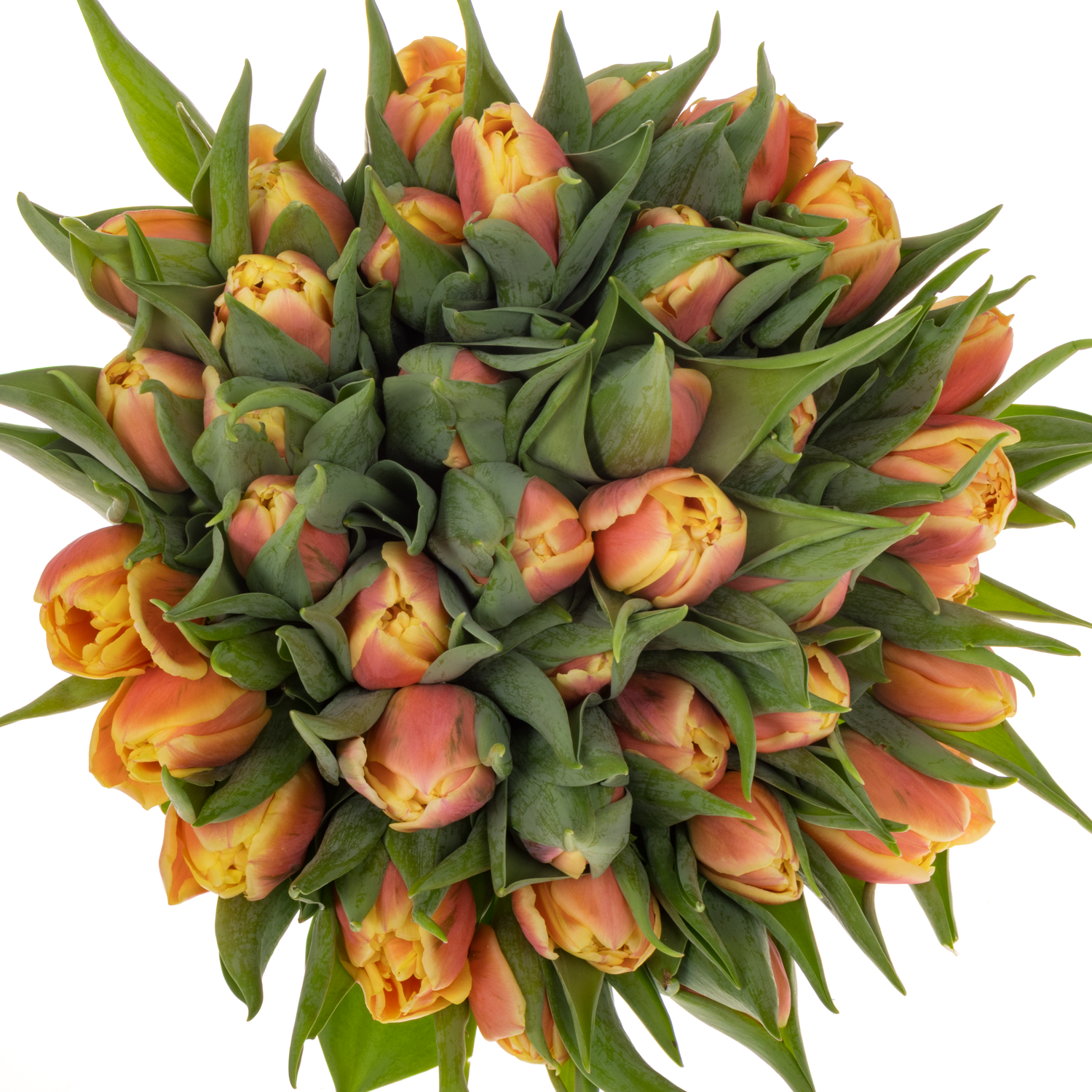 Tulpe orange/gelb doppel Rolex 40 Gramm