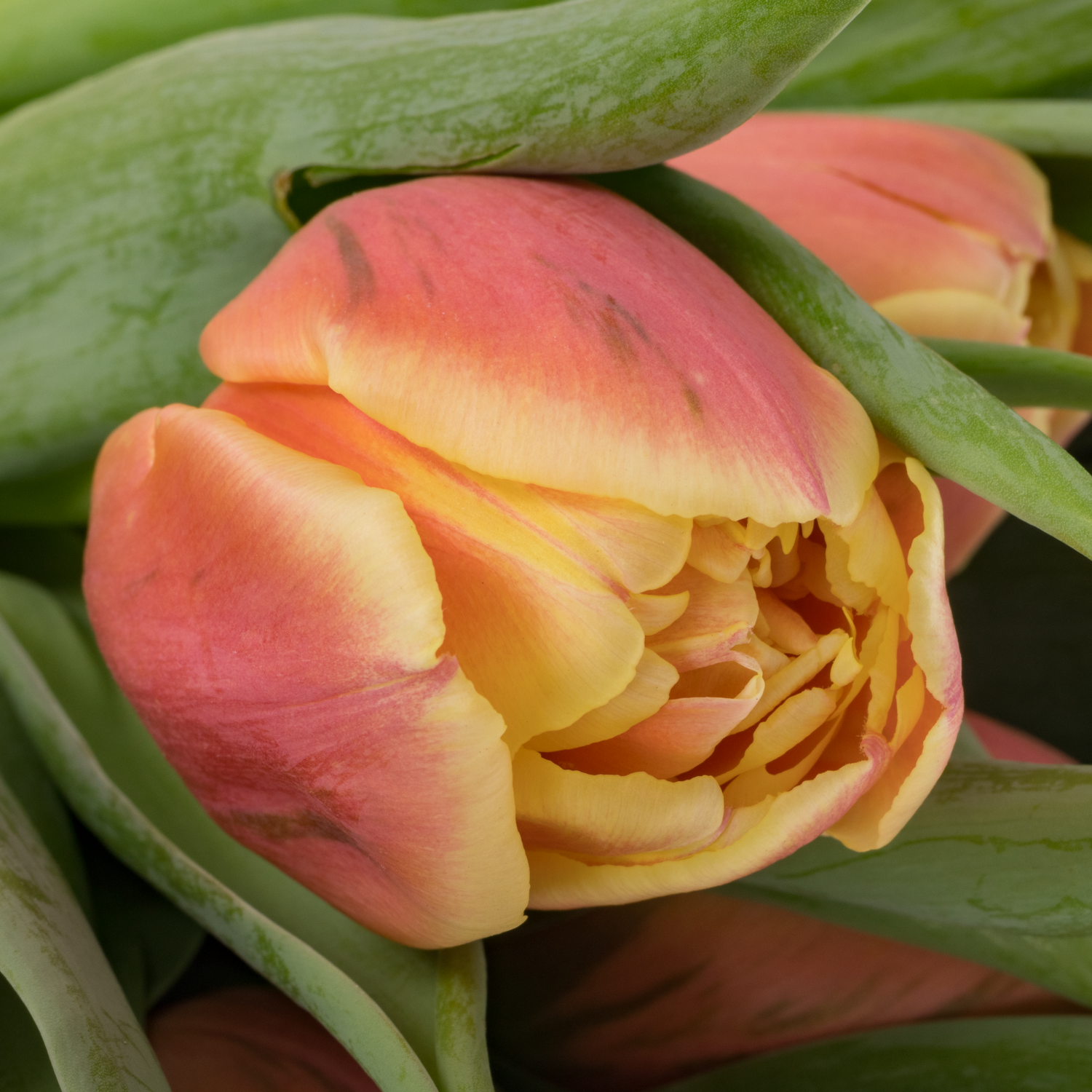 Tulpe orange/gelb doppel Rolex 40 Gramm