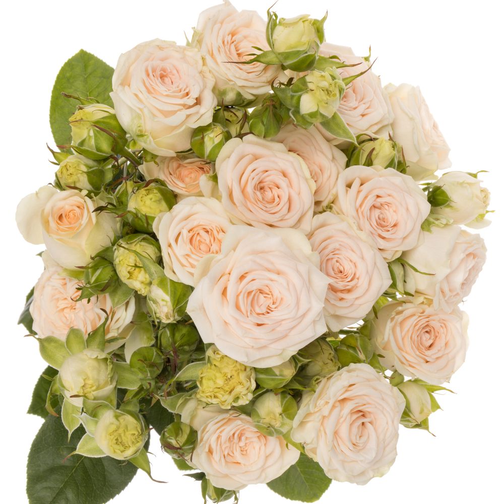Rose verzweigt lachs Sofie 3+Blüte 40cm