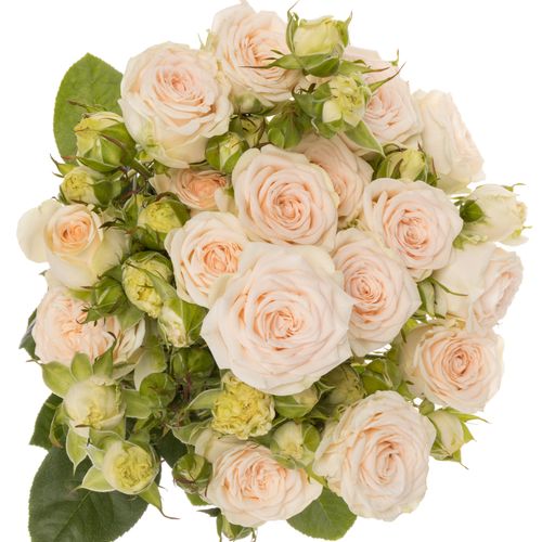 Rose verzweigt lachs Sofie 3+Blüte 40cm