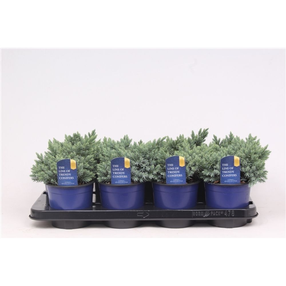 Juniperus Star T13 H15 blau