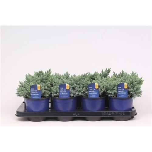 Juniperus Star T13 H15 blau