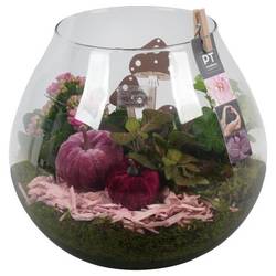 Kal.Arr PTHG3380 Herbst T23 H027