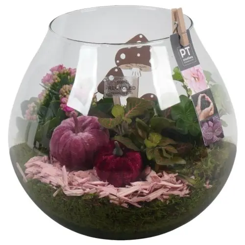 Kal.Arr PTHG3380 Herbst T23 H027