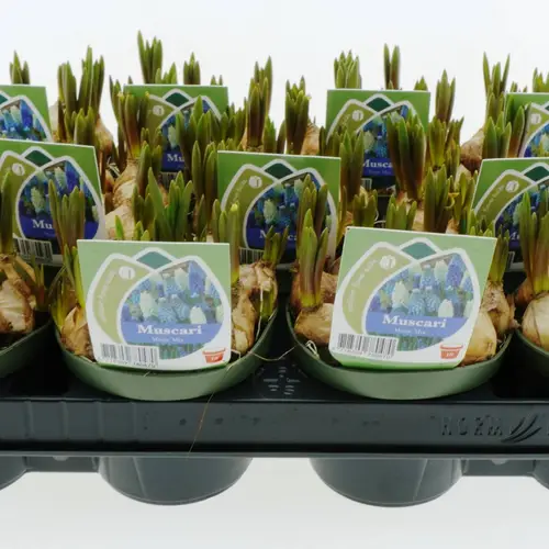 Muscari Magic Mix T10 H015
