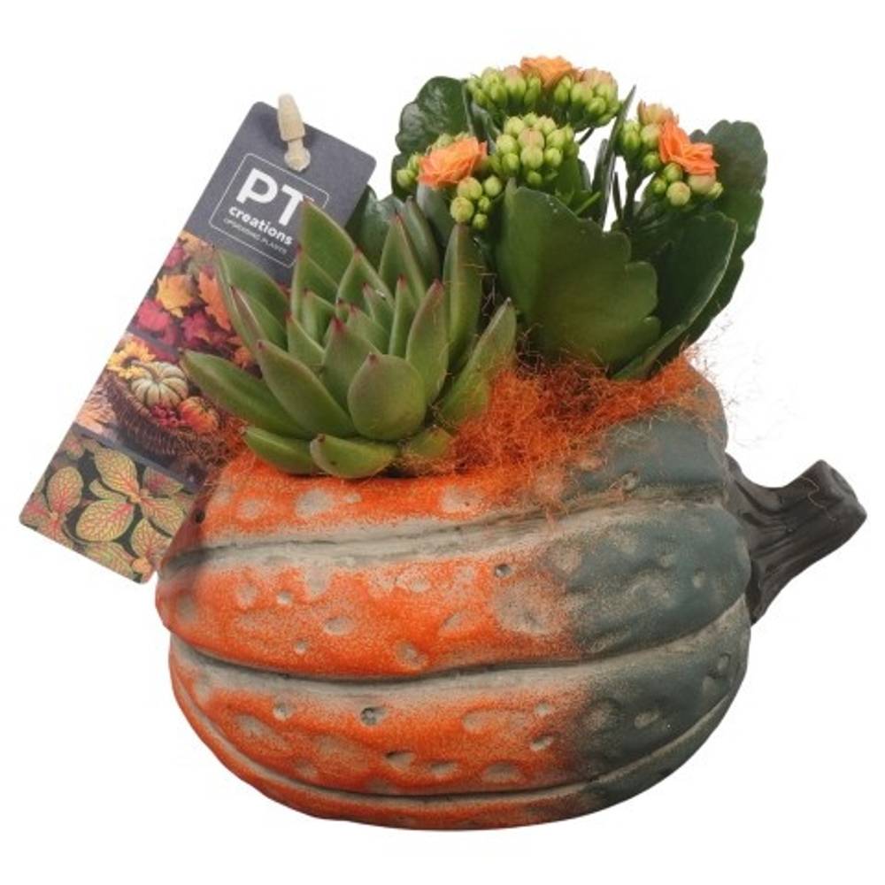 Kal.Arr PTHI5485 Herbst T15 H016