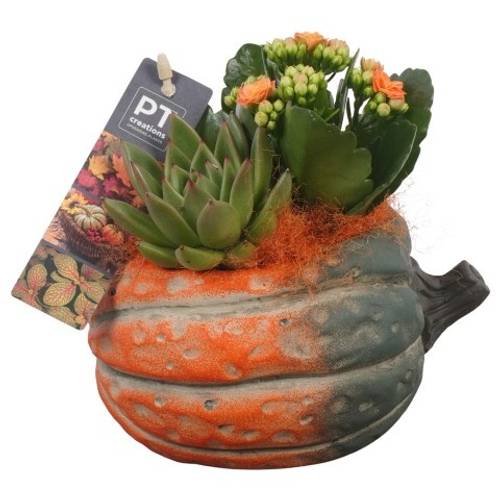 Kal.Arr PTHI5485 Herbst T15 H016
