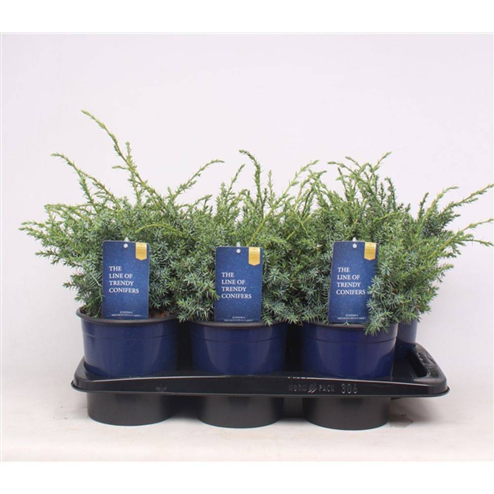 Juniperus Chinensis Blue Alps T17 H050