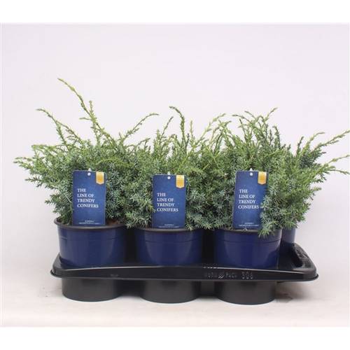 Juniperus Chinensis Blue Alps T17 H050