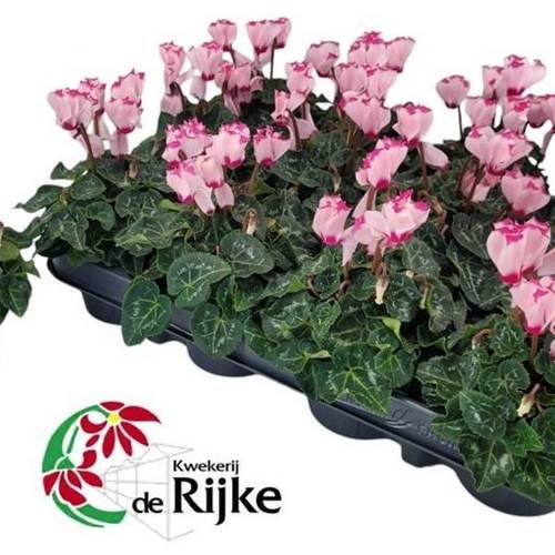 Cyclame rosa Mini T07 H015