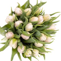 Tulpe rosa Fair Price Triflor 28 Gramm