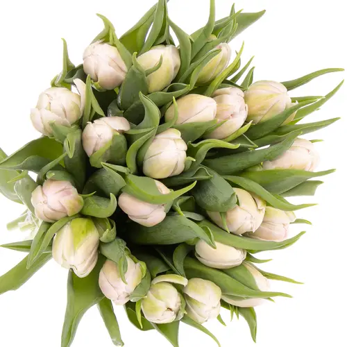 Tulpe rosa Fair Price Triflor 28 Gramm