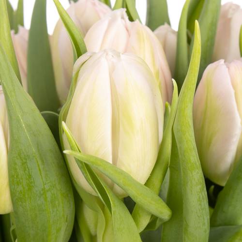 Tulpe rosa Fair Price Triflor 28 Gramm