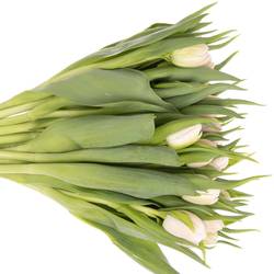 Tulpe rosa Fair Price Triflor 28 Gramm
