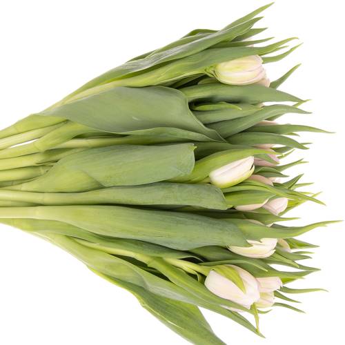 Tulpe rosa Fair Price Triflor 28 Gramm