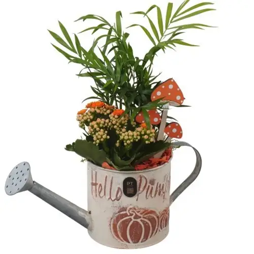 Chamaed.Arr PTHI3364 Herbst T12 H033