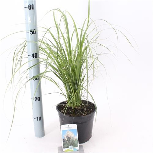 Cortaderia Sello T19 H175