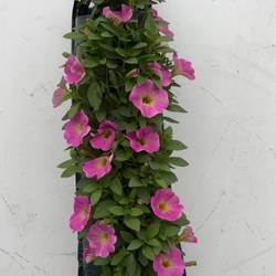 Petunia rosa Wandhänger H025