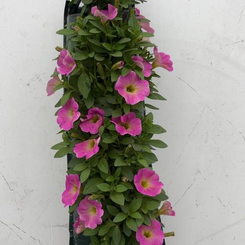 Petunia rosa Wandhänger H025