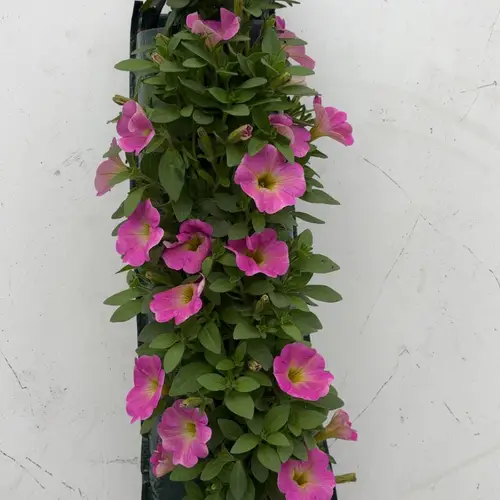 Petunia rosa Wandhänger H025
