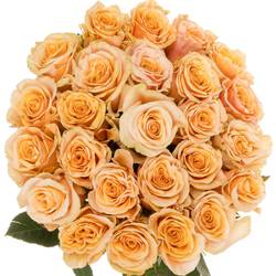 Rose apricot Phoenix (Ec) 70cm