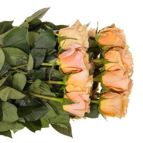 Rose apricot Phoenix (Ec) 70cm