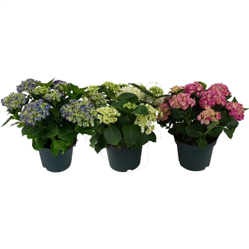 Hortensie Curly mix 10+ T23 H45