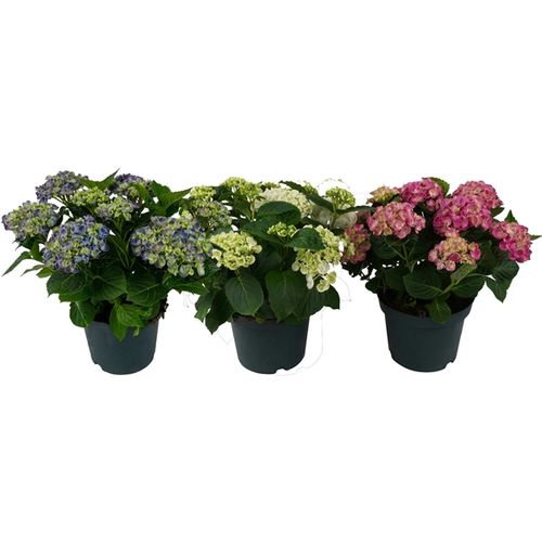 Hortensie Curly mix 10+ T23 H45