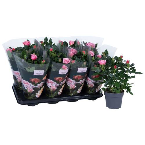 Rosa h.rosa Muttertagangebot T13 H030