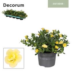 Calibrachoa gelb Gefüllt T10,5 H014