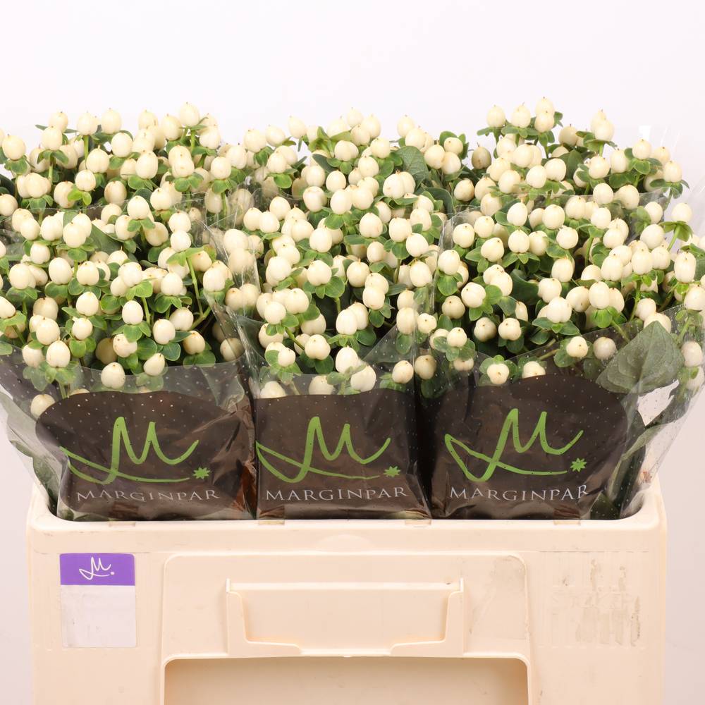 Hypericum creme/weiss Sisu Twinkle 50cm