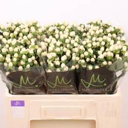 Hypericum creme/weiss Sisu Twinkle 50cm