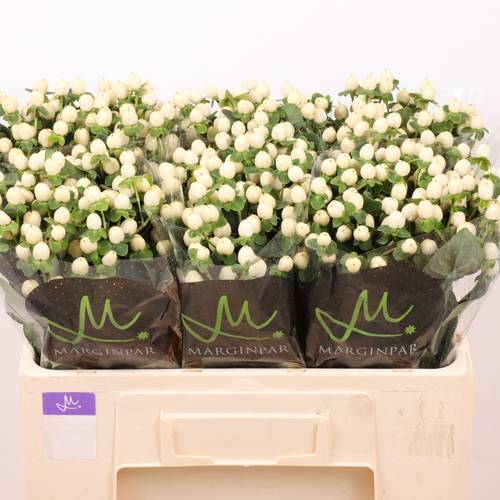 Hypericum creme/weiss Sisu Twinkle 50cm