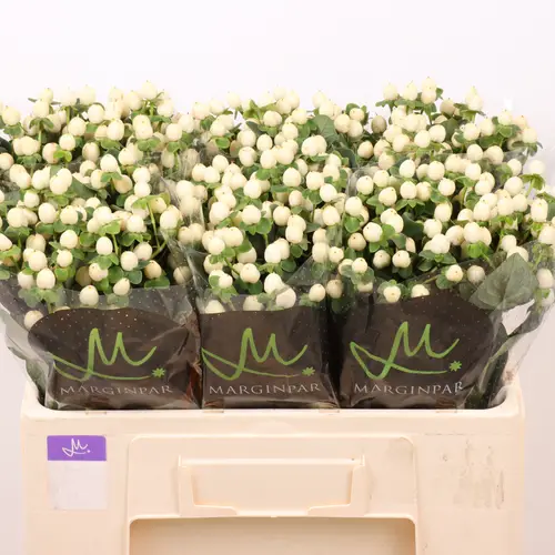 Hypericum creme/weiss Sisu Twinkle 50cm