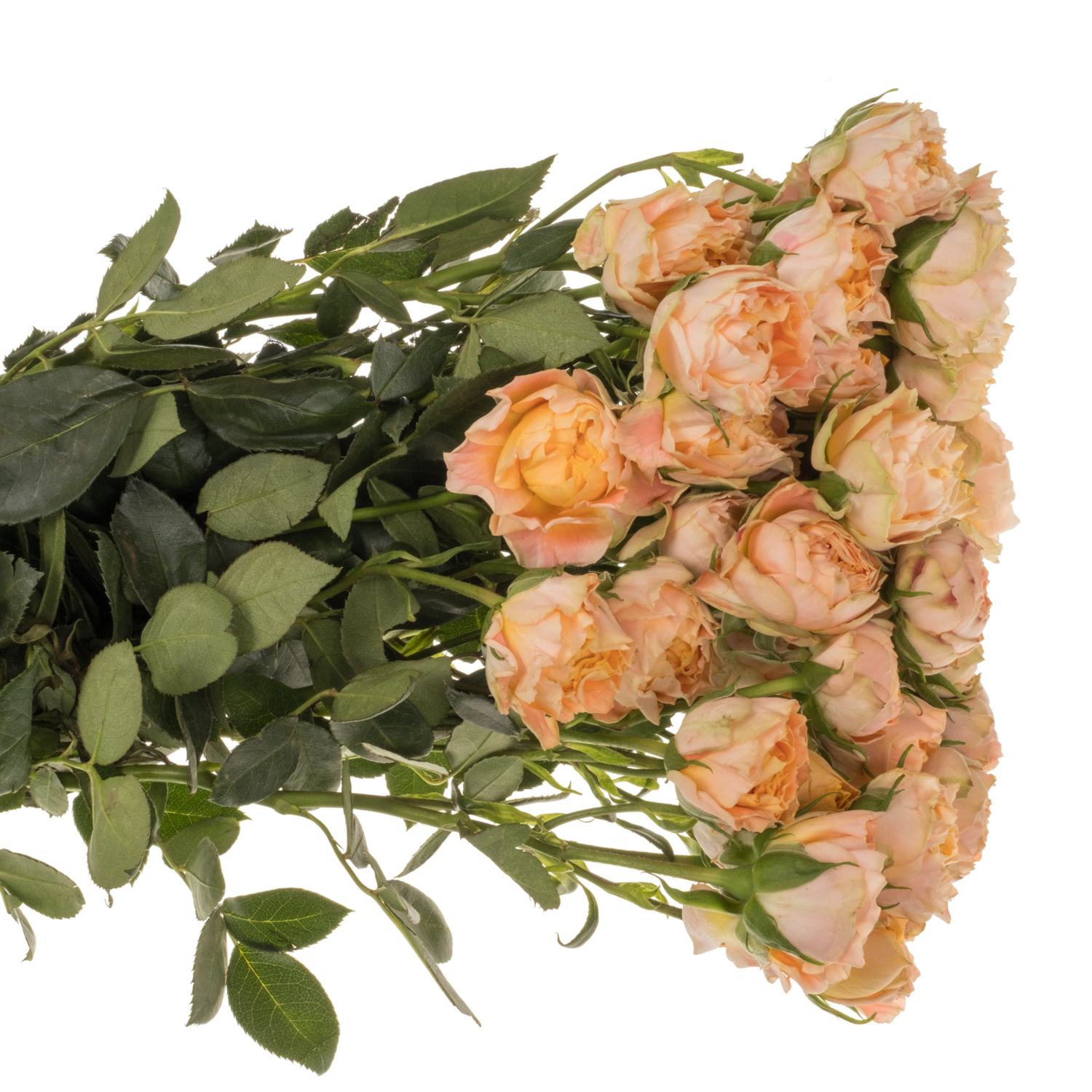 Rose verzweigt apricot Princess Joy 60cm