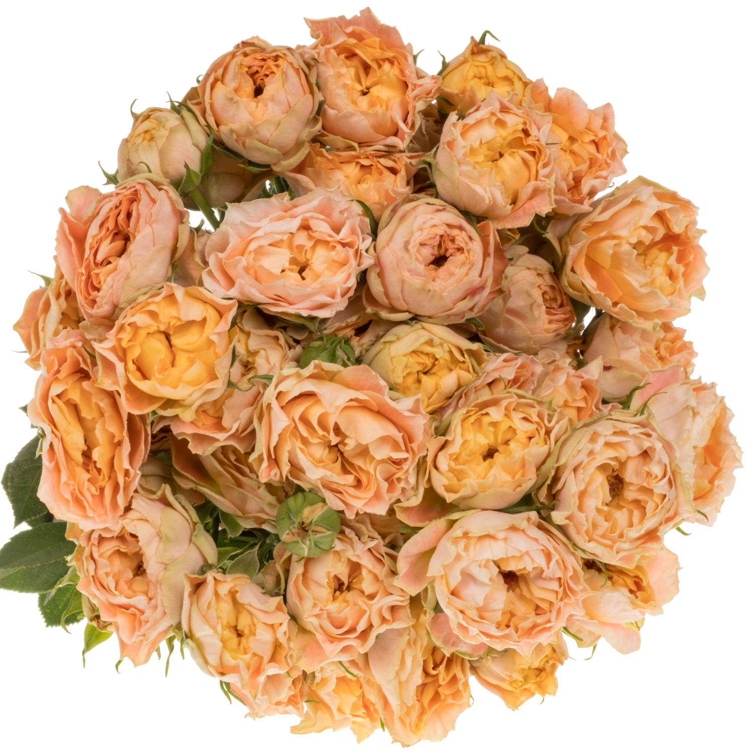Rose verzweigt apricot Princess Joy 60cm