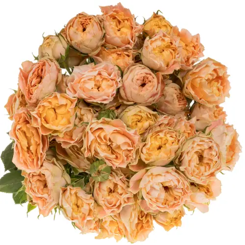 Rose verzweigt apricot Princess Joy 60cm