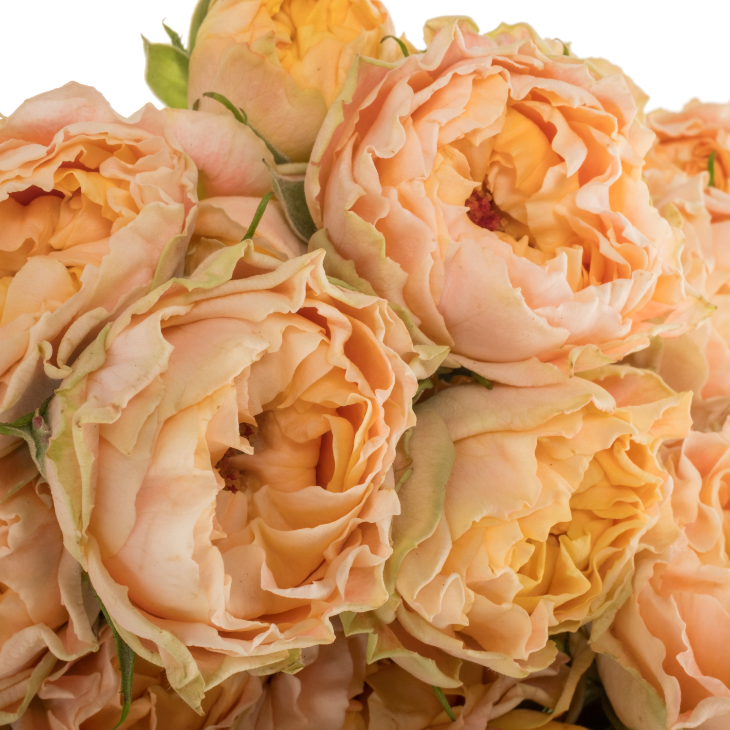 Rose verzweigt apricot Princess Joy 60cm