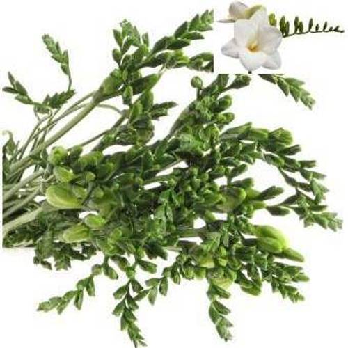 Freesie weiss San Remo 24 Gramm