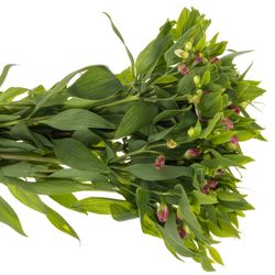 Alstroemerie pink Noa 18+Blüte 75cm