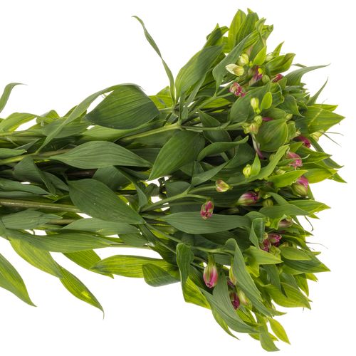 Alstroemerie pink Noa 18+Blüte 75cm
