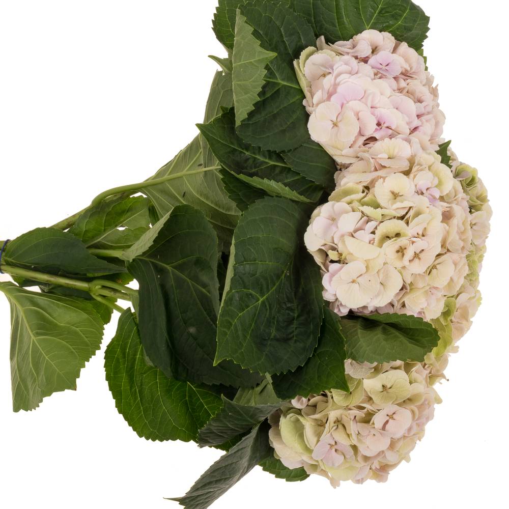 Hortensie rosa/grün Matcha Classic Bol 17cm 60cm