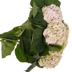 Hortensie rosa/grün Matcha Classic Bol 17cm 60cm