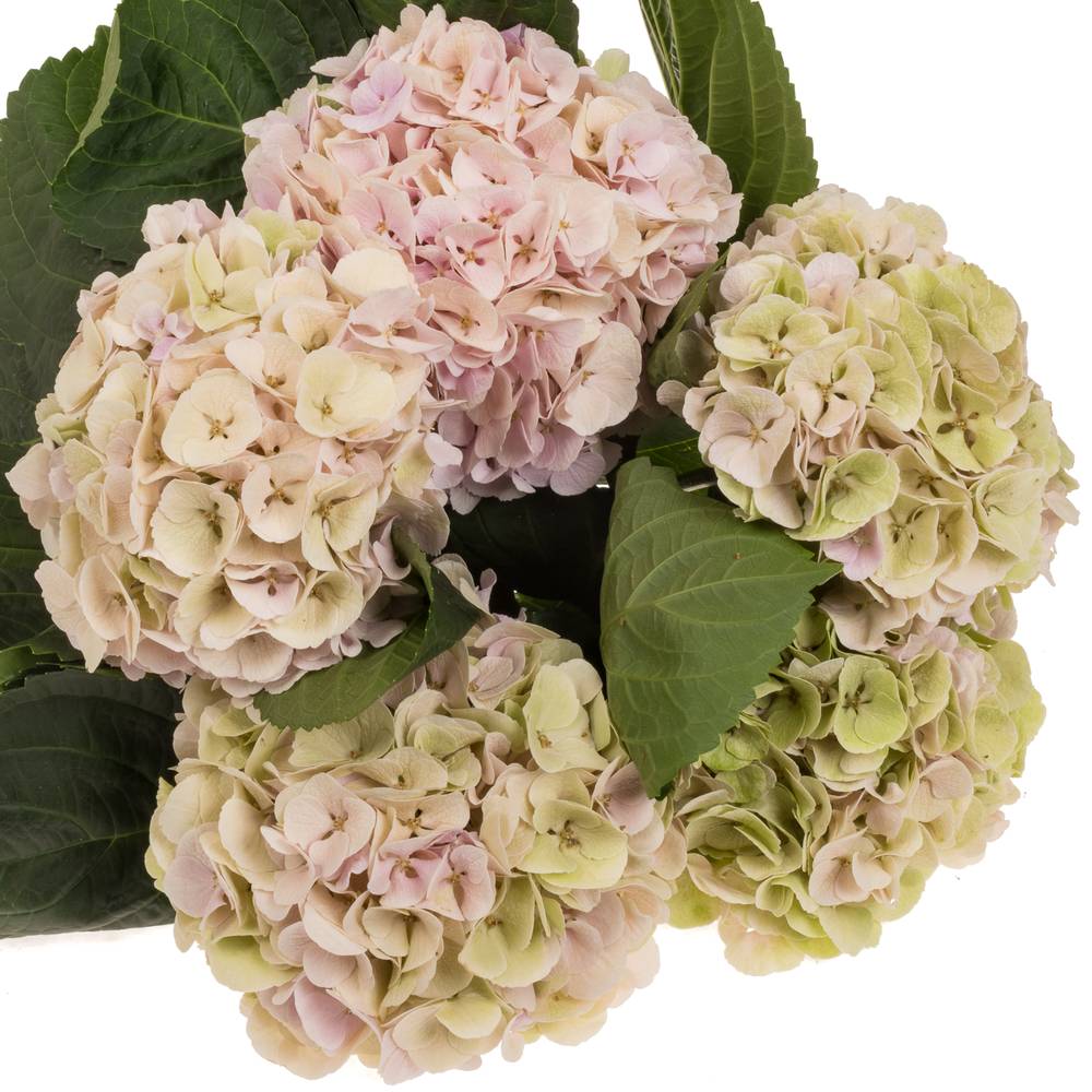 Hortensie rosa/grün Matcha Classic Bol 17cm 60cm