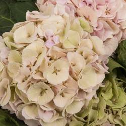 Hortensie rosa/grün Matcha Classic Bol 17cm 60cm