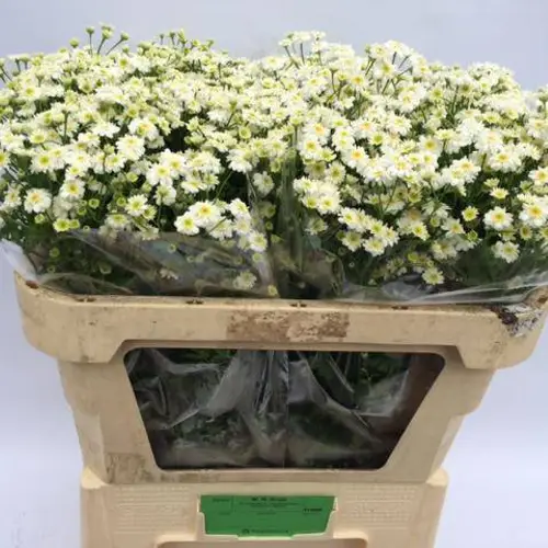 Matrecaria creme Parrot Victory db w 70cm