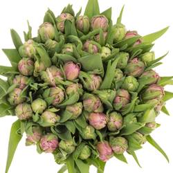 Tulpe pink doppel Livorno 54 Gramm