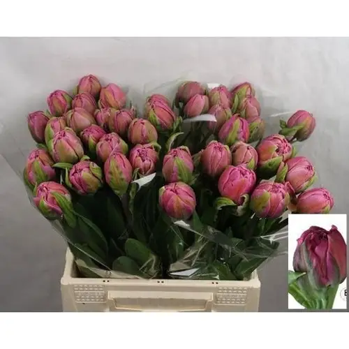 Tulpe pink doppel Livorno 50 Gramm 44cm