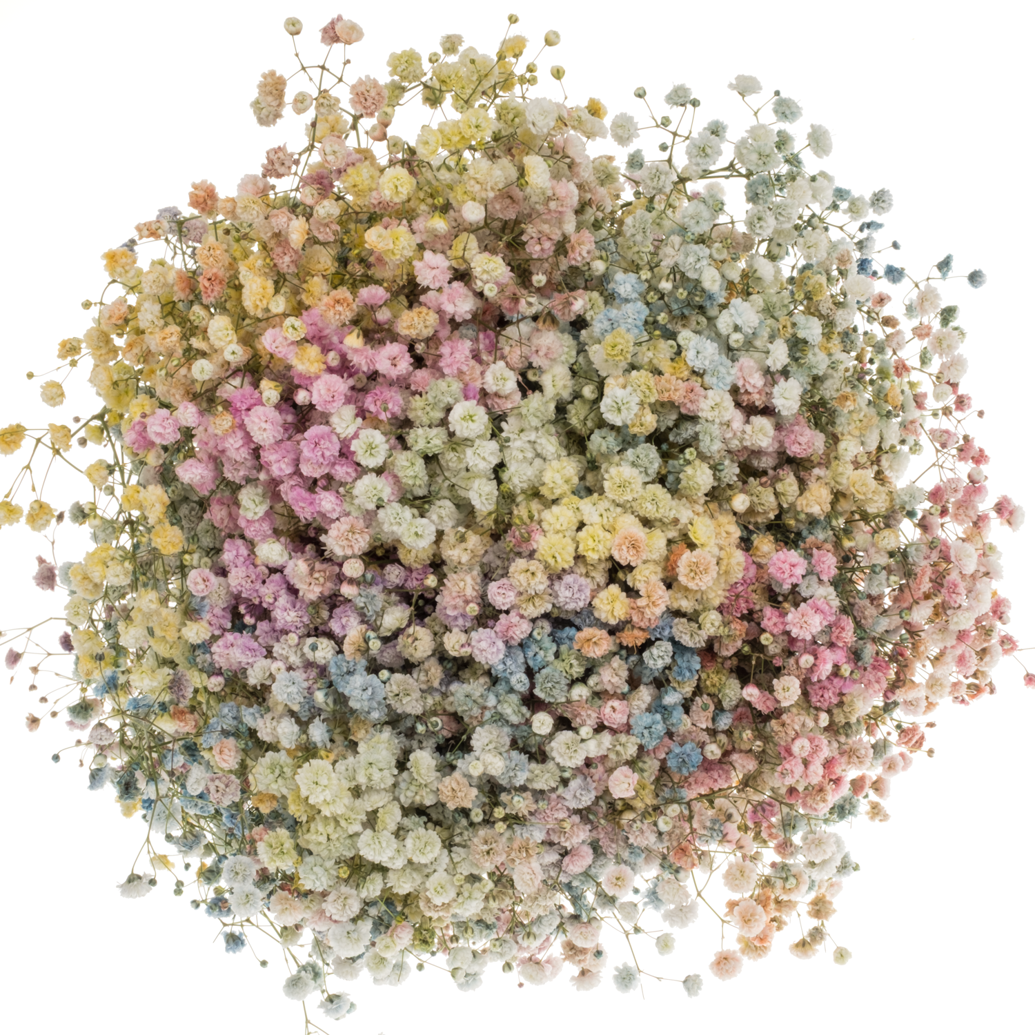 Gyps mix Rainbow grosse Blüte gefärbt