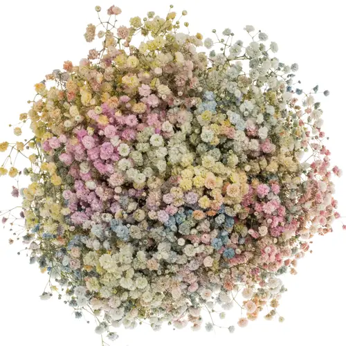 Gyps mix Rainbow grosse Blüte gefärbt